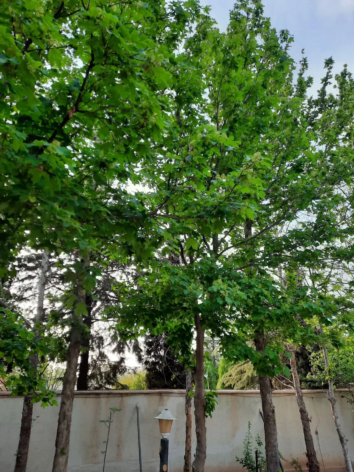 باغشهر دادگستری قدیم|فروش زمین و ملک کلنگی|صدرا-فارس, باغشهر دادگستری قدیم|دیوار