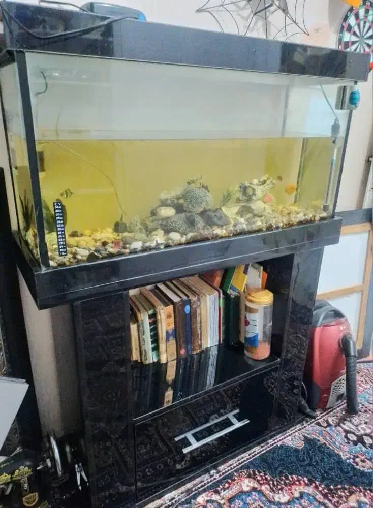 آکواریم|ماهی|اندیشه, اندیشه فاز ۱|دیوار