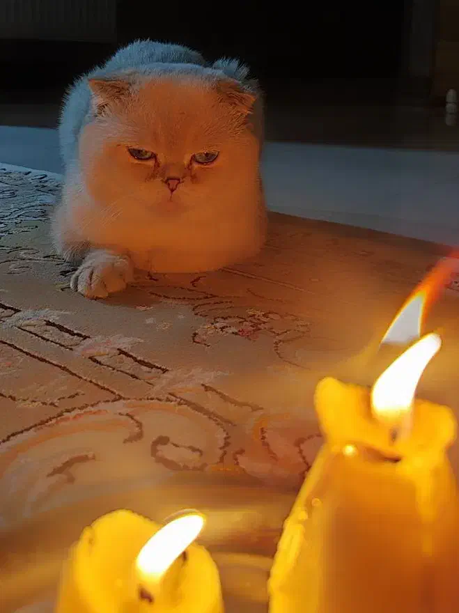 گربه چشم آبی اقیانوسی|گربه|شیراز, حومه شیراز|دیوار