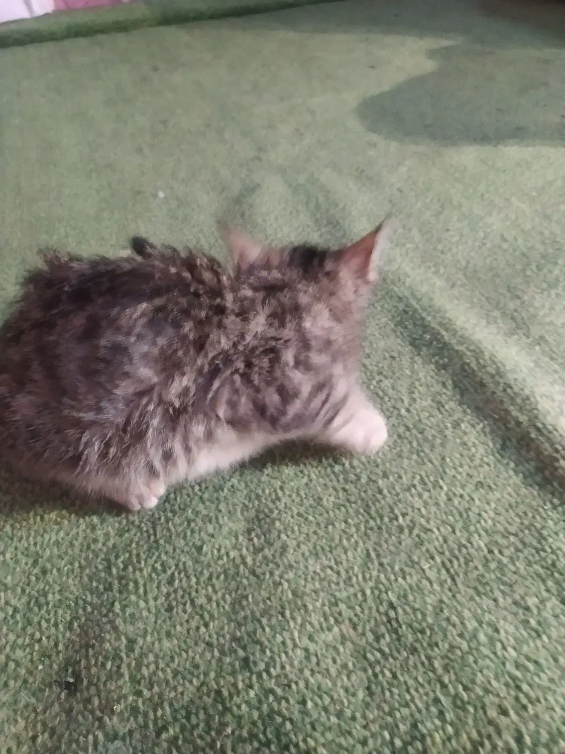 واگذاری گربه|گربه|بجنورد, |دیوار