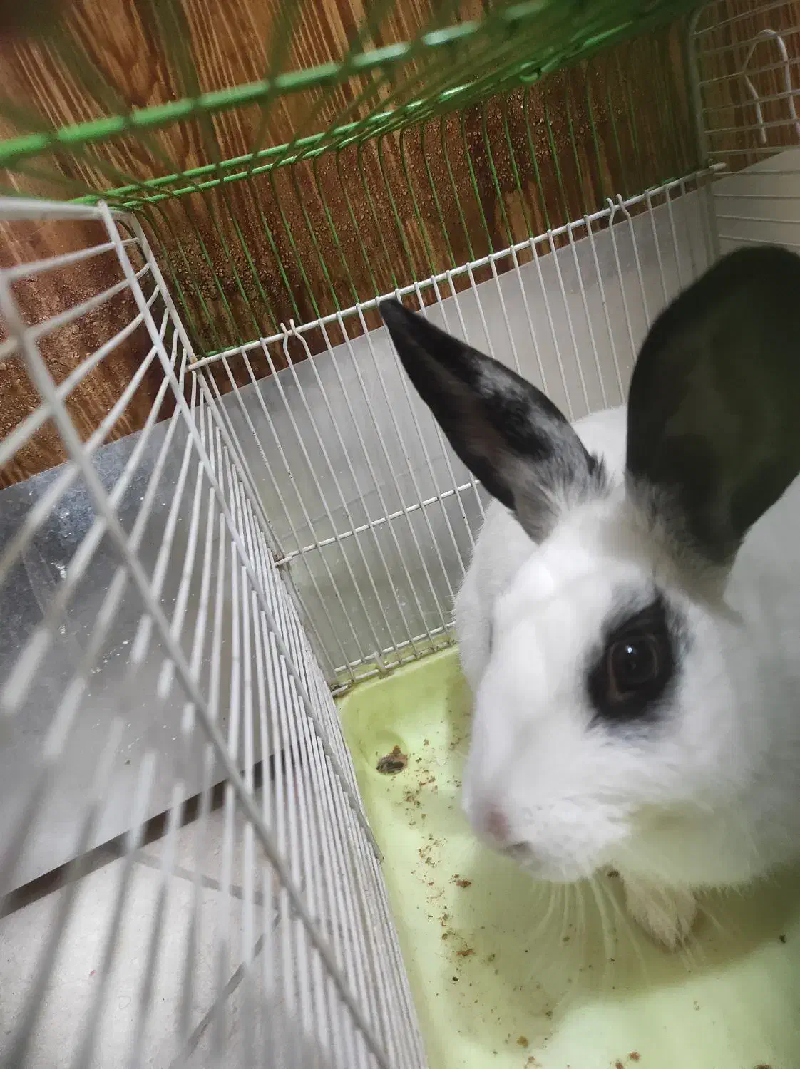 یک عدد خرگوش نر فروشی|موش و خرگوش|بومهن, |دیوار