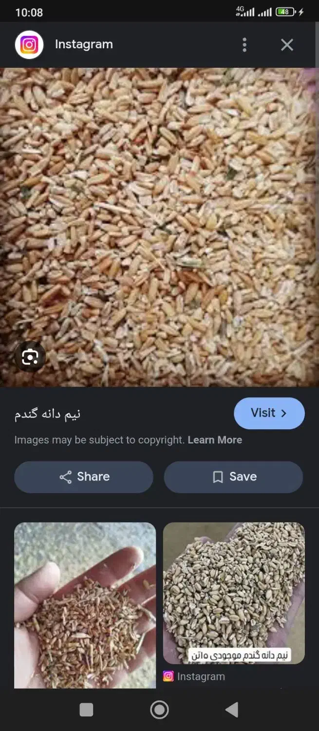 گندم|خوردنی و آشامیدنی|قیدار, |دیوار