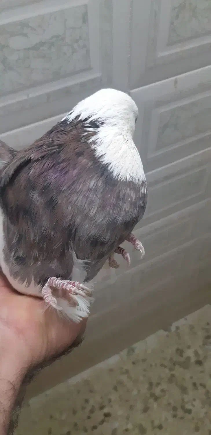 طوقی|پرنده|همدان, |دیوار