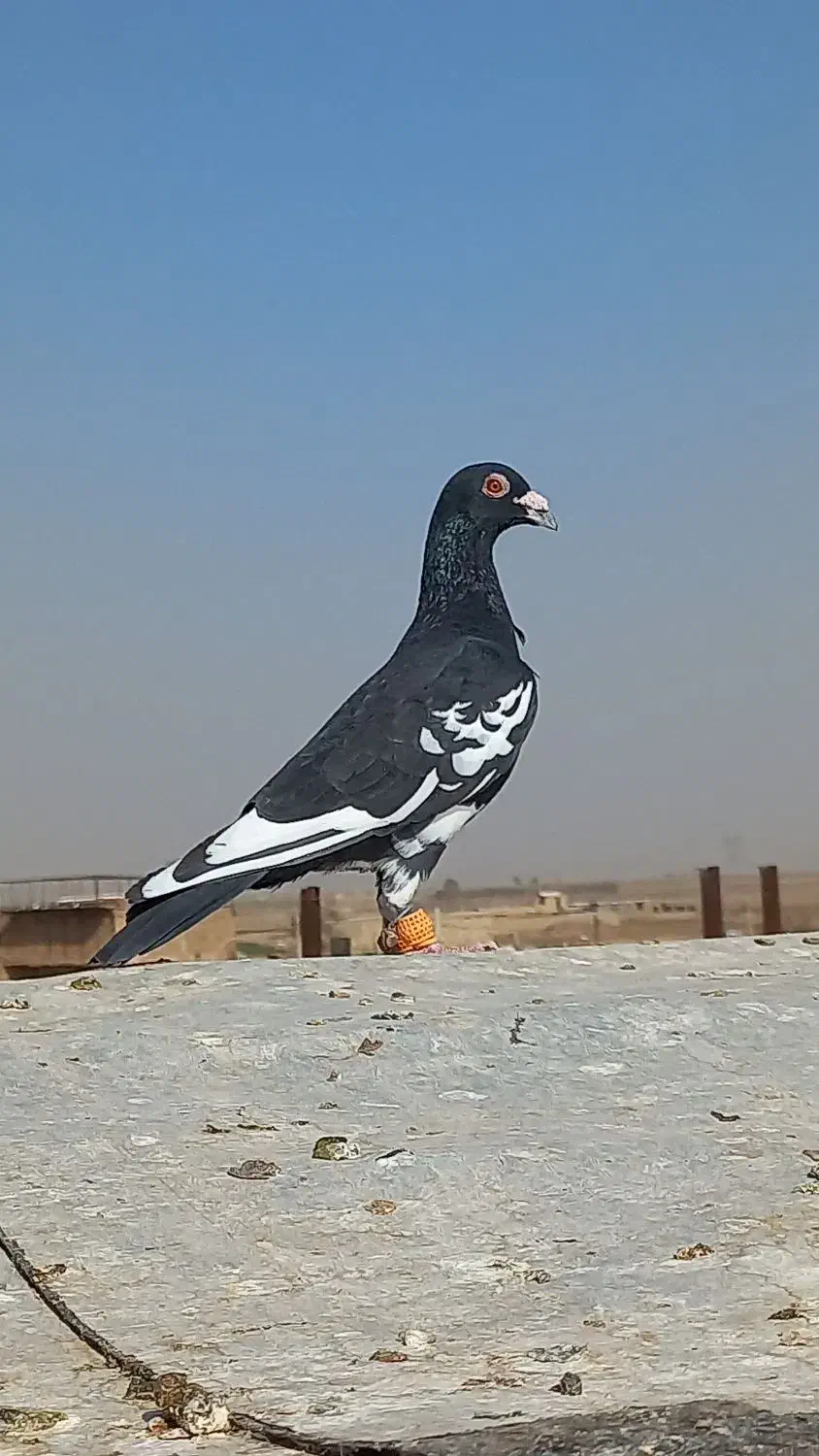 دو عدد کفتر قلدر پرشی بشرط|پرنده|نصر آباد, |دیوار