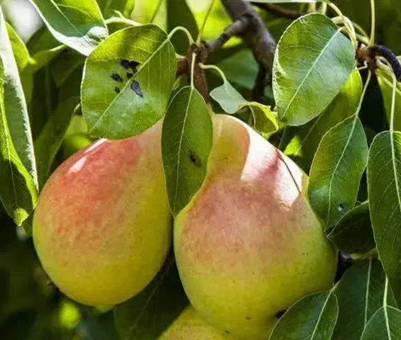 پیشفروش نهال گلابی درگزی|خدمات باغبانی و درختکاری|ایوان, |دیوار