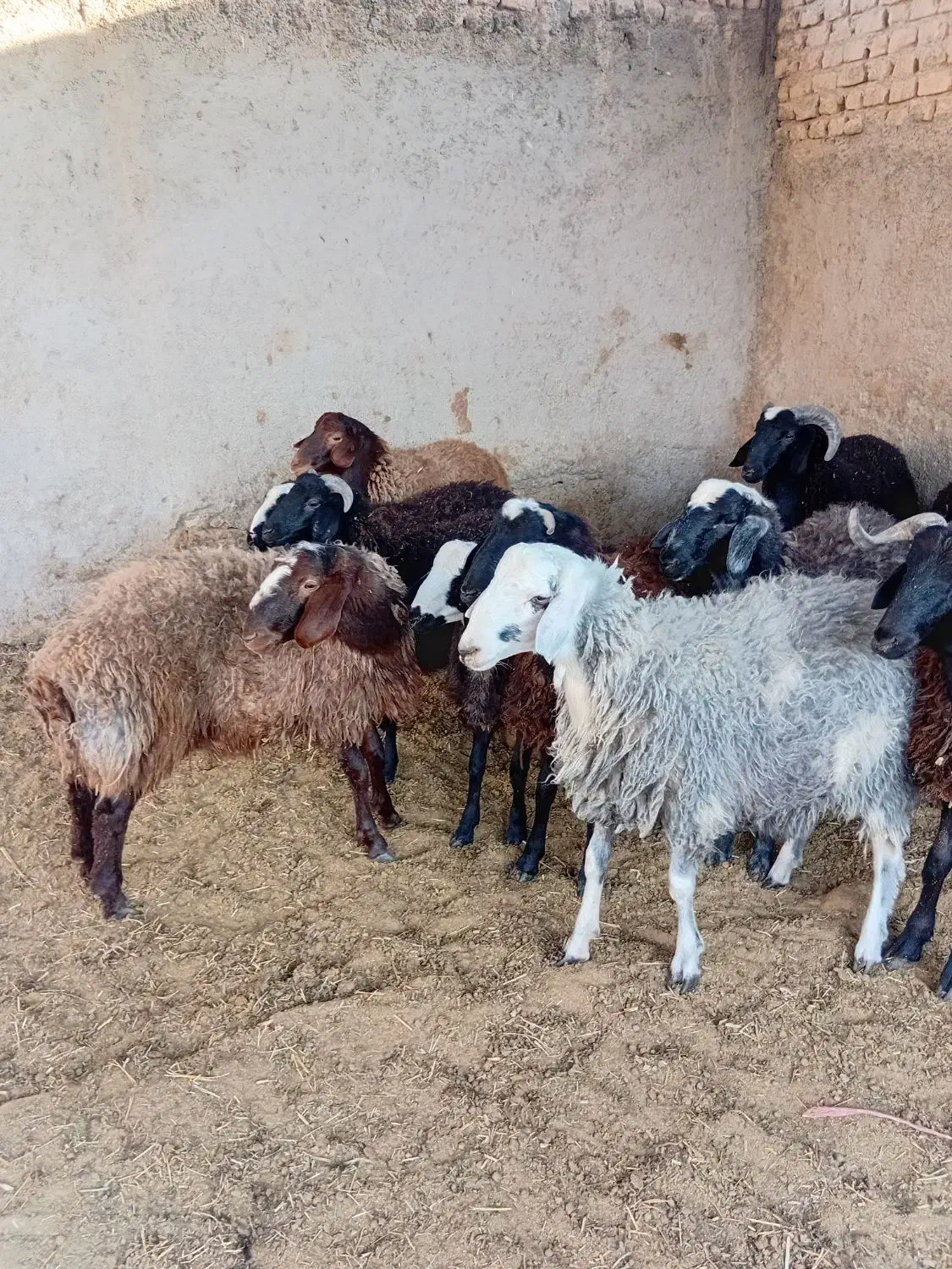 بره چاق|خوردنی و آشامیدنی|ورامین, ورامین|دیوار