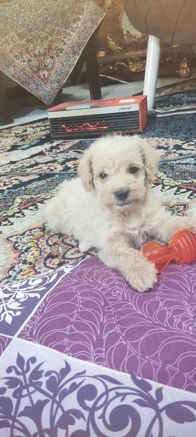 پودل نسکافه ای واکسن زده انگل تراپی شناسنامه دار|سگ|مشهد, هفده شهریور|دیوار