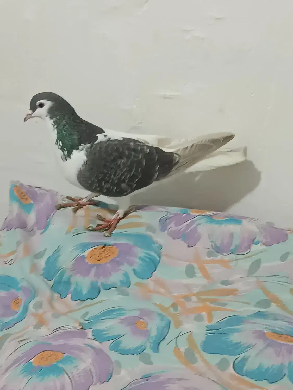 کبوتر چپ|پرنده|نیشابور, هفده شهریور|دیوار