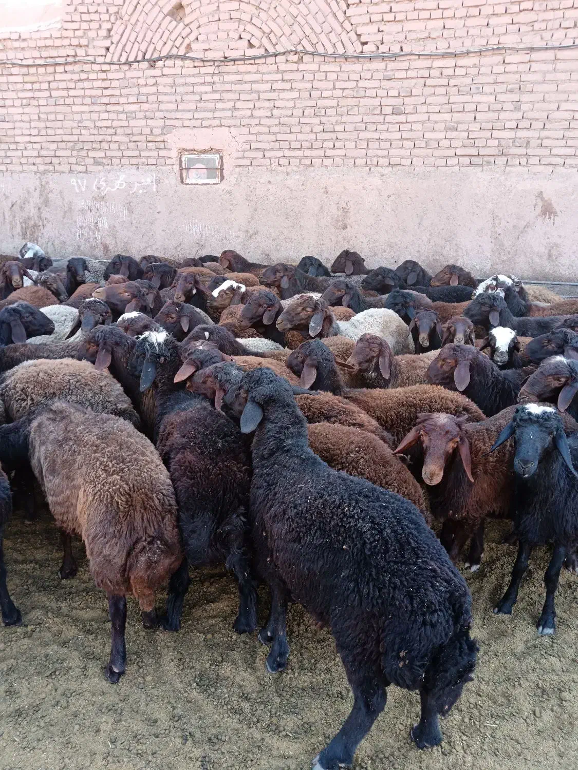 بره نر پروار|حیوانات مزرعه|باشتین, |دیوار