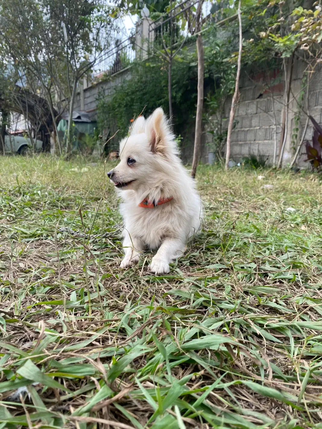 سک چیواوا|سگ|رشت, لاکان شهر|دیوار