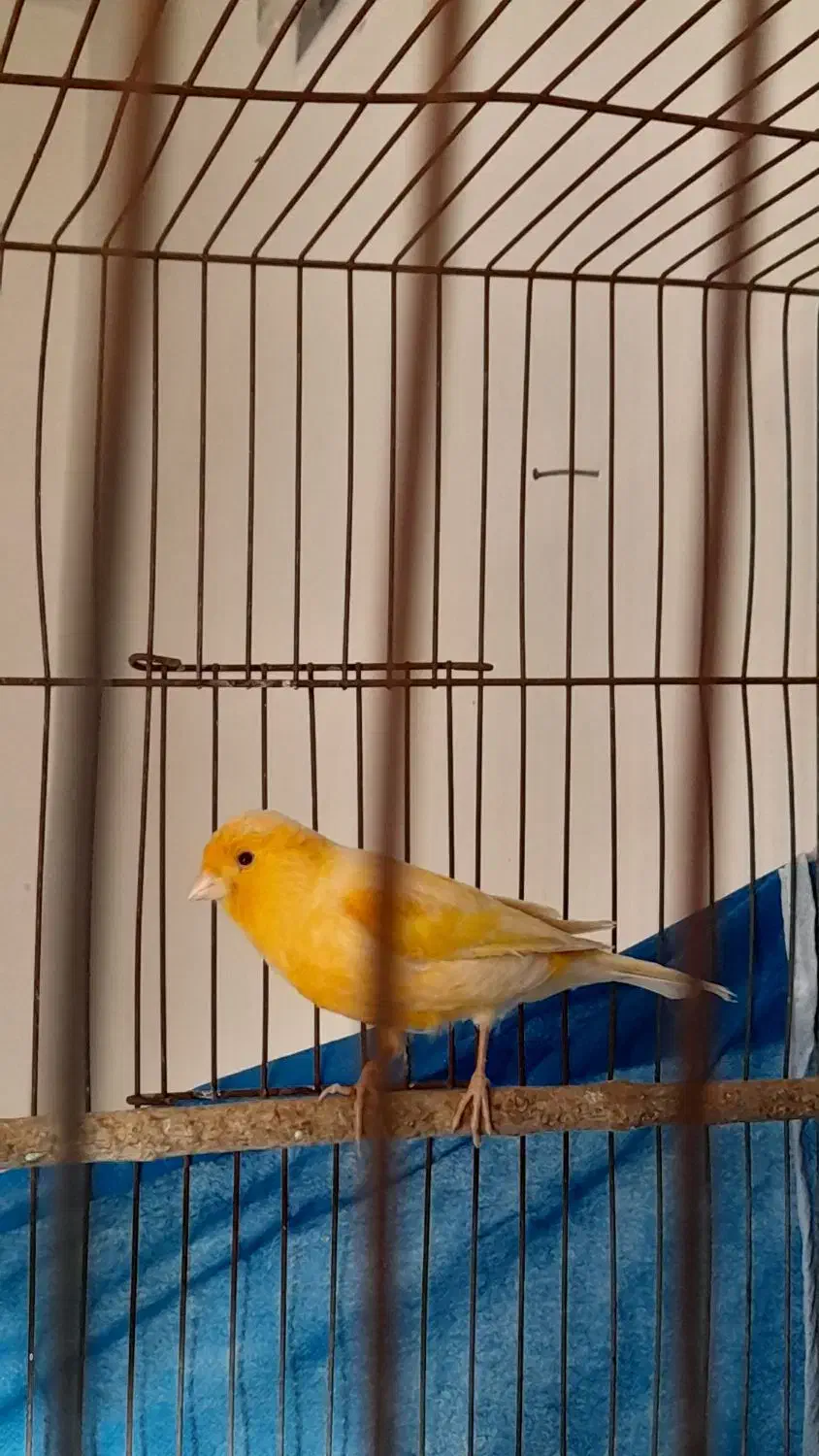 قناری نر مست شلاقی|پرنده|هشتگرد, فاز ۷ مهستان|دیوار