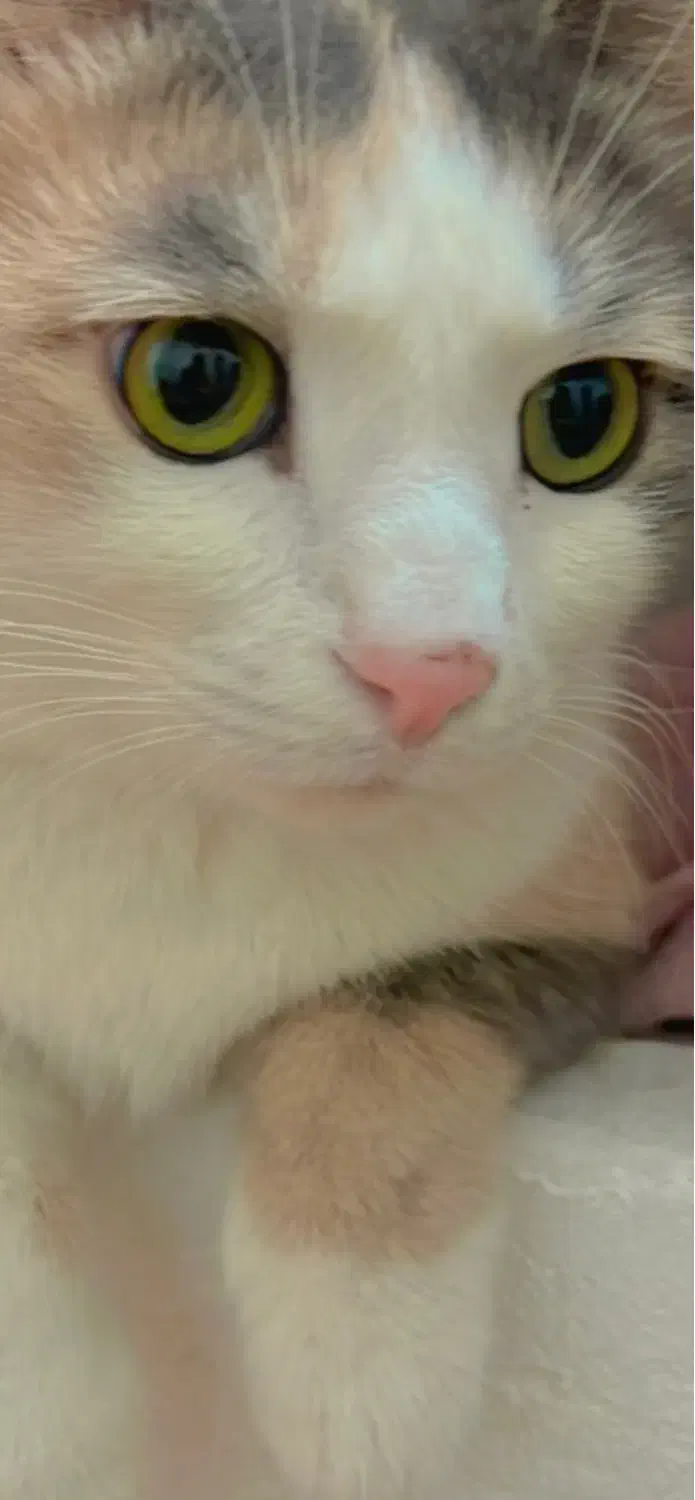 پانسیون خانگی گربه/پانسیون /گربه/پانسیون میومیو|خدمات پیشه و مهارت|مشهد, جاهد شهر|دیوار