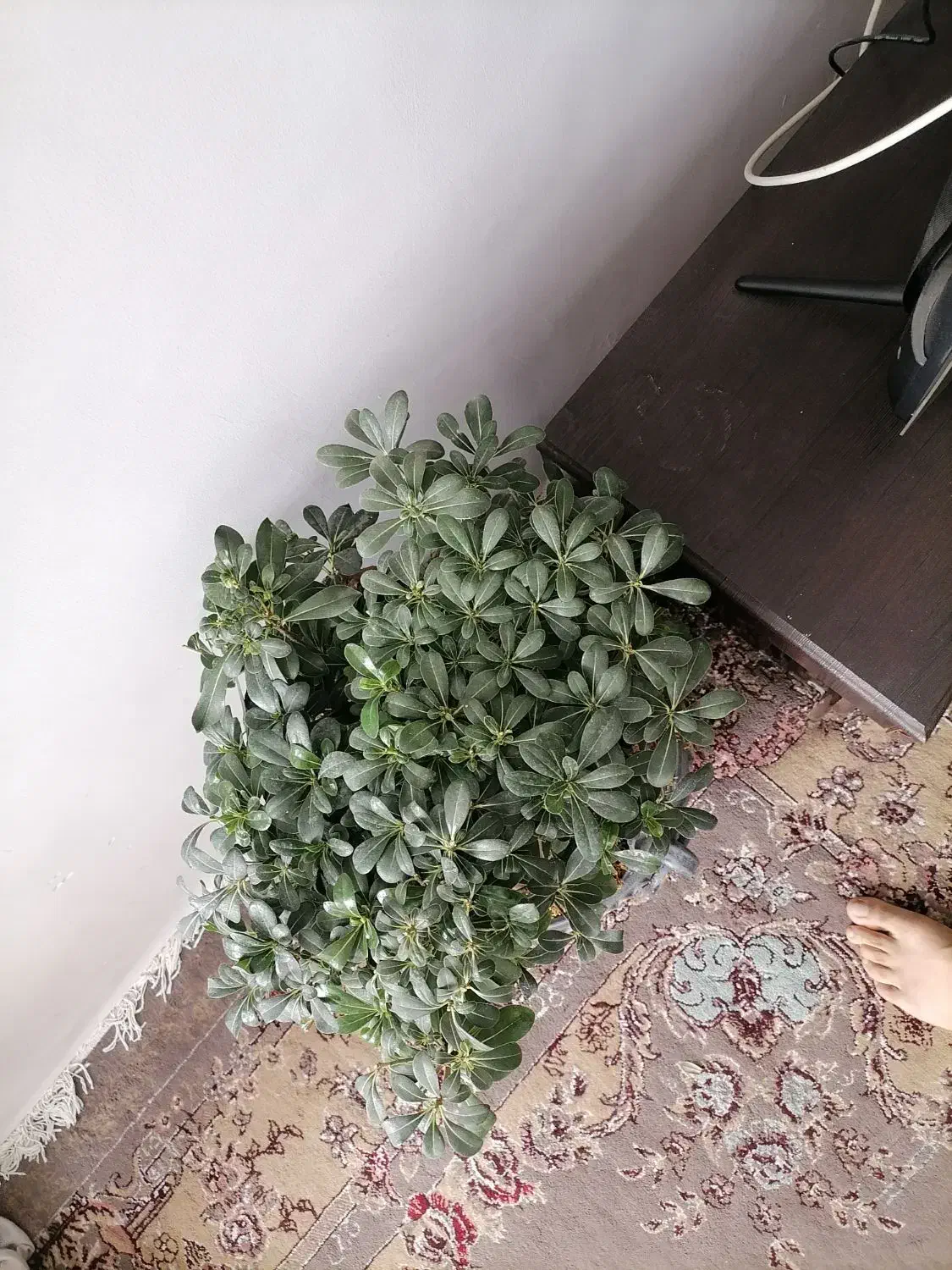 بونسای میخک|گل و گیاه طبیعی|مشهد, کوی دروی|دیوار