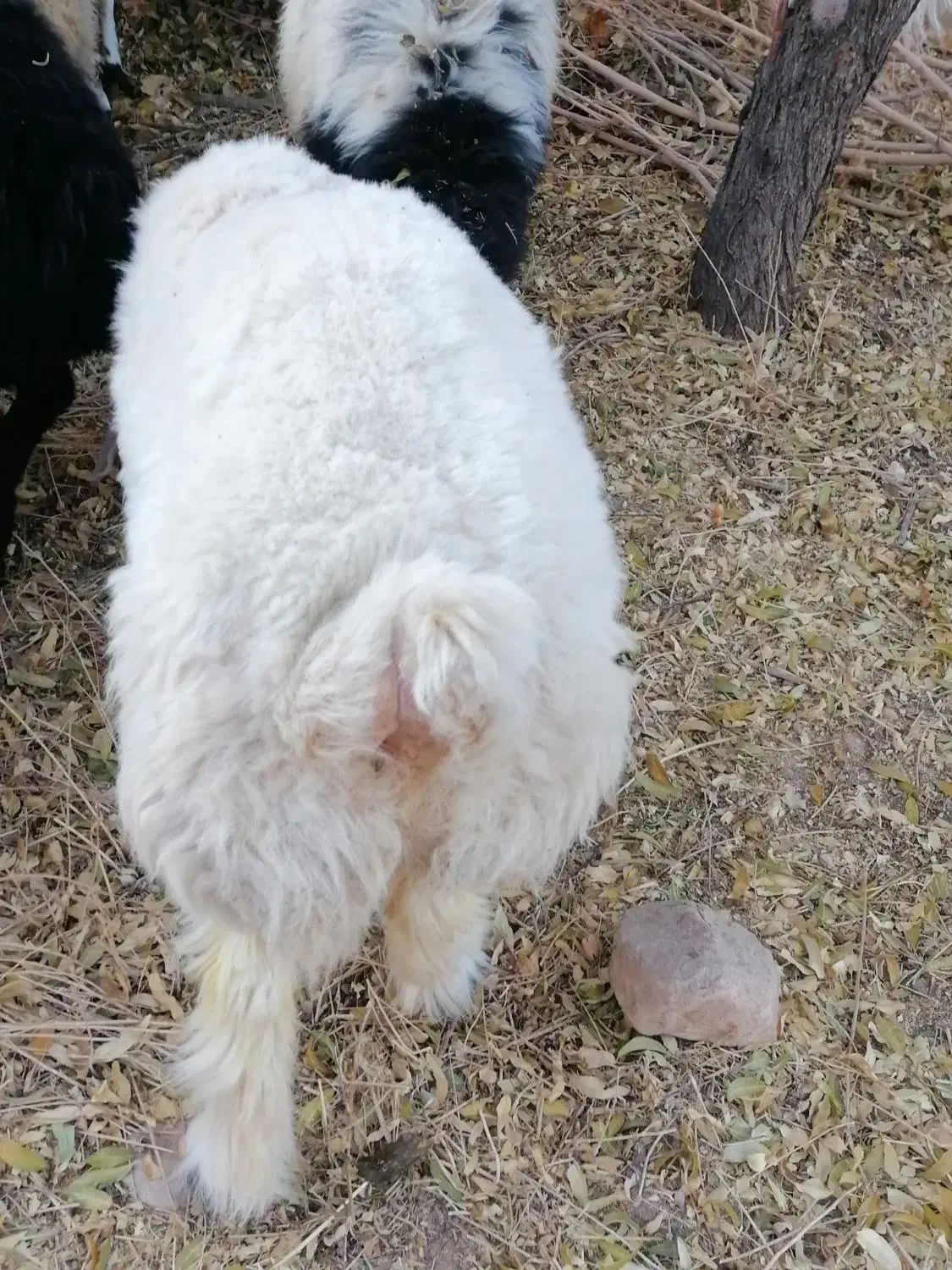 فروش بره وچپش سانن طزرجان|حیوانات مزرعه|تفت, |دیوار