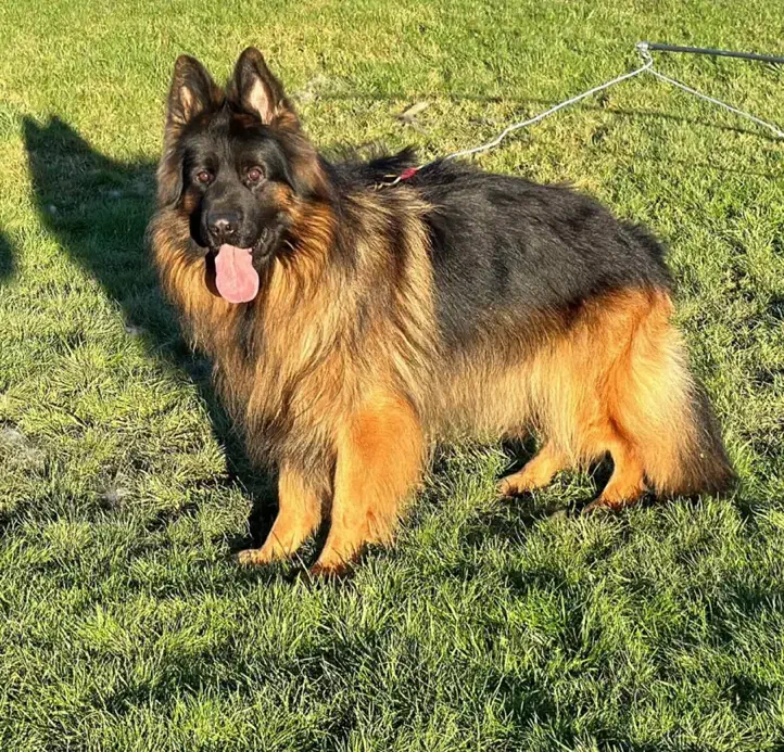 واگذاری توله ژرمن شولاین کینگ سایز ۳ ماهه|سگ|تهران, جوانمردان (اندیشه)|دیوار