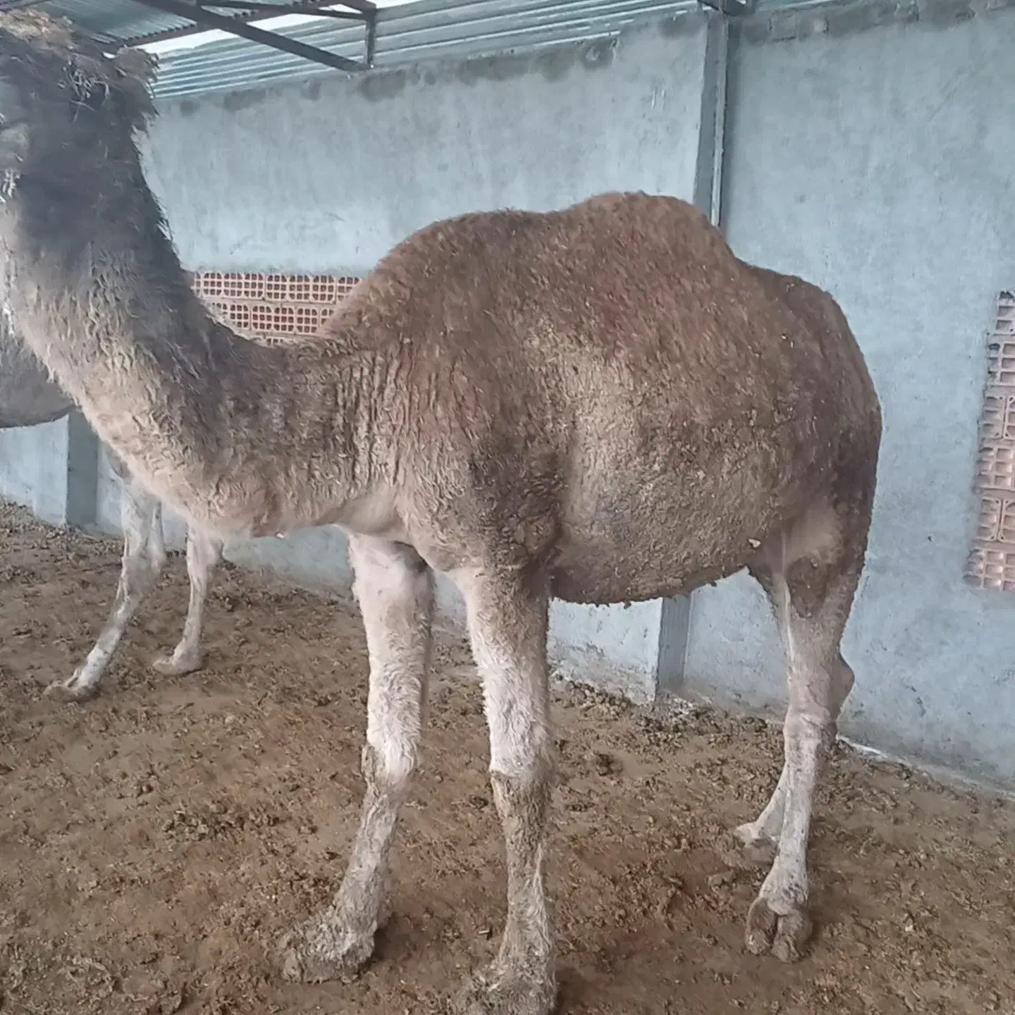 شتر آبستن|حیوانات مزرعه|سیمین شهر, |دیوار