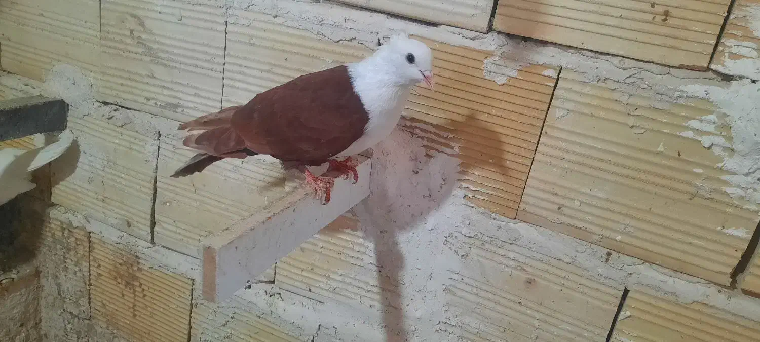 چپ.سرخ.سر سفید.|پرنده|قزوین, |دیوار