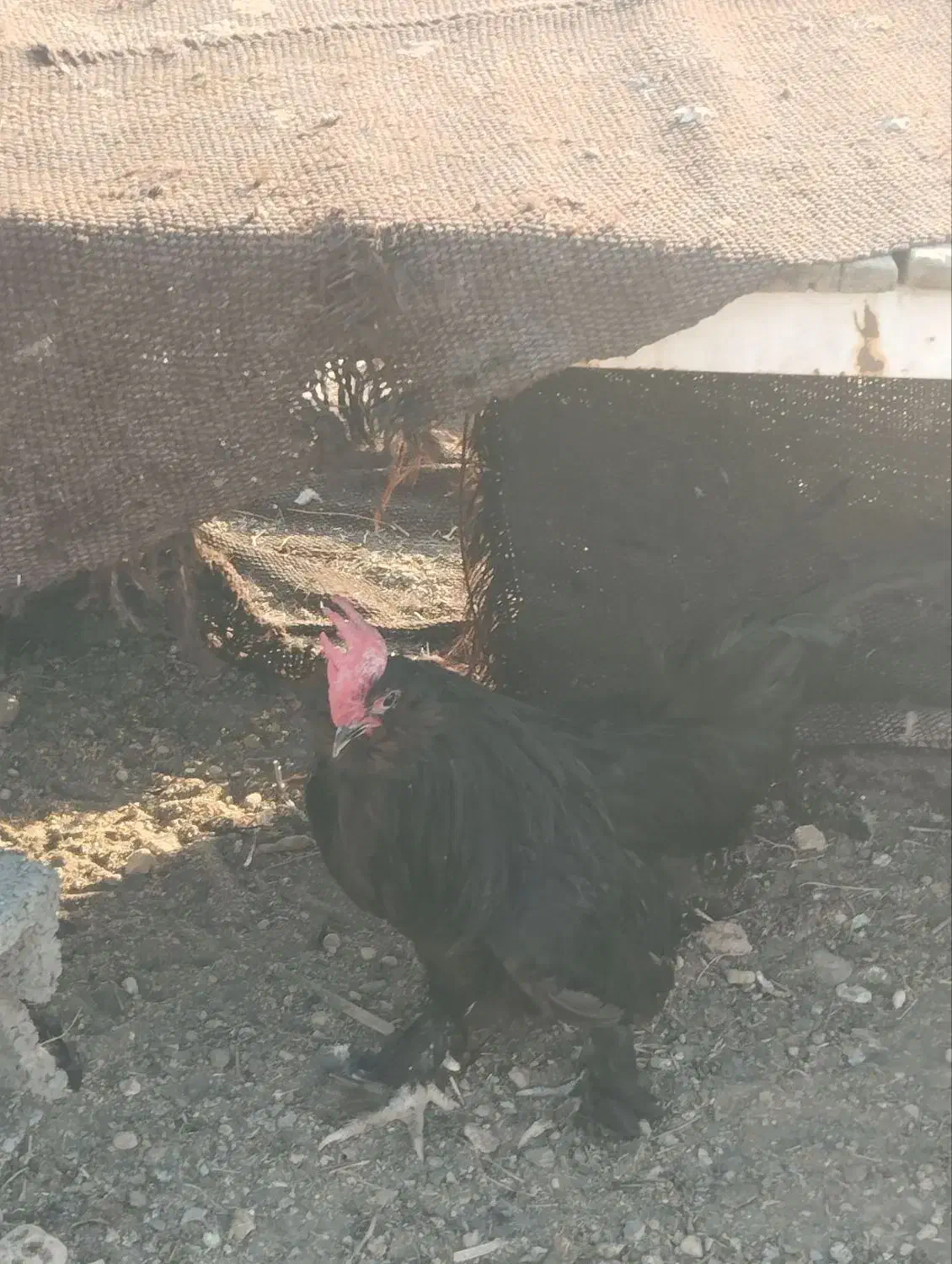 تخم مرندی و پوقلمون|حیوانات مزرعه|بهبهان, |دیوار