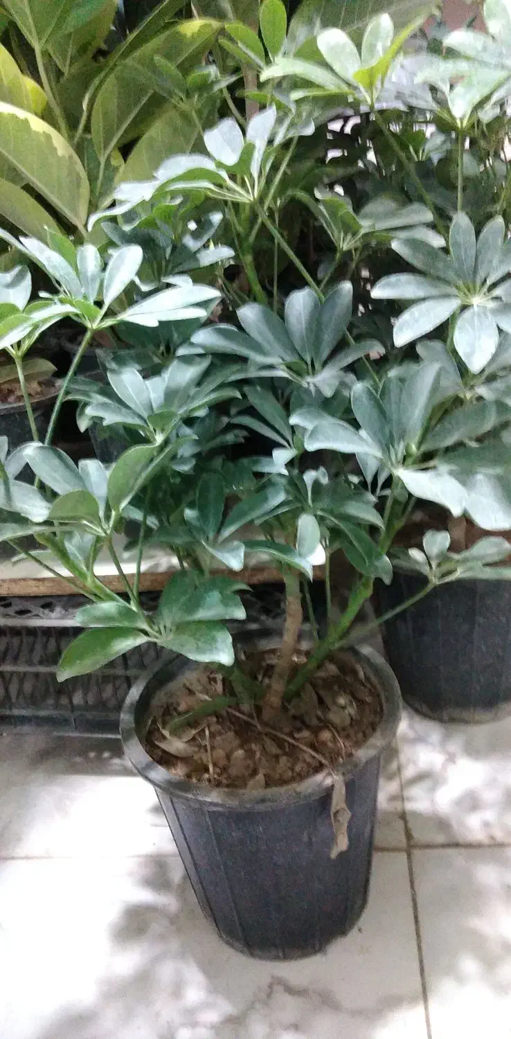 گل شفلرا|گل و گیاه طبیعی|شاهینشهر, شهرک گلدیس|دیوار