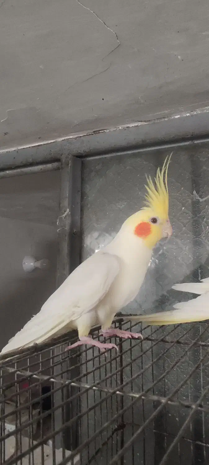 عروس هلندی نر و ماده دستی و نیمه دستی بالغ|پرنده|لار, |دیوار