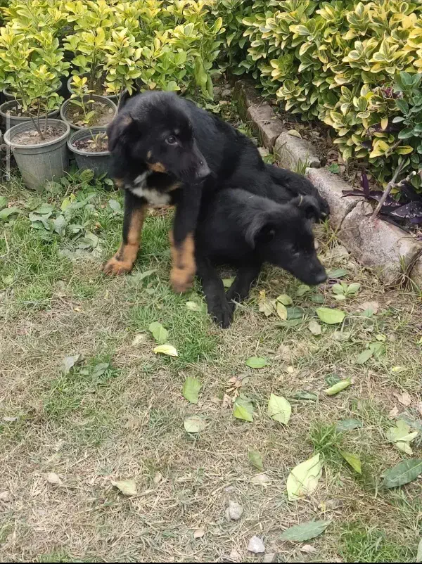 ژرمن|سگ|نشتارود, |دیوار