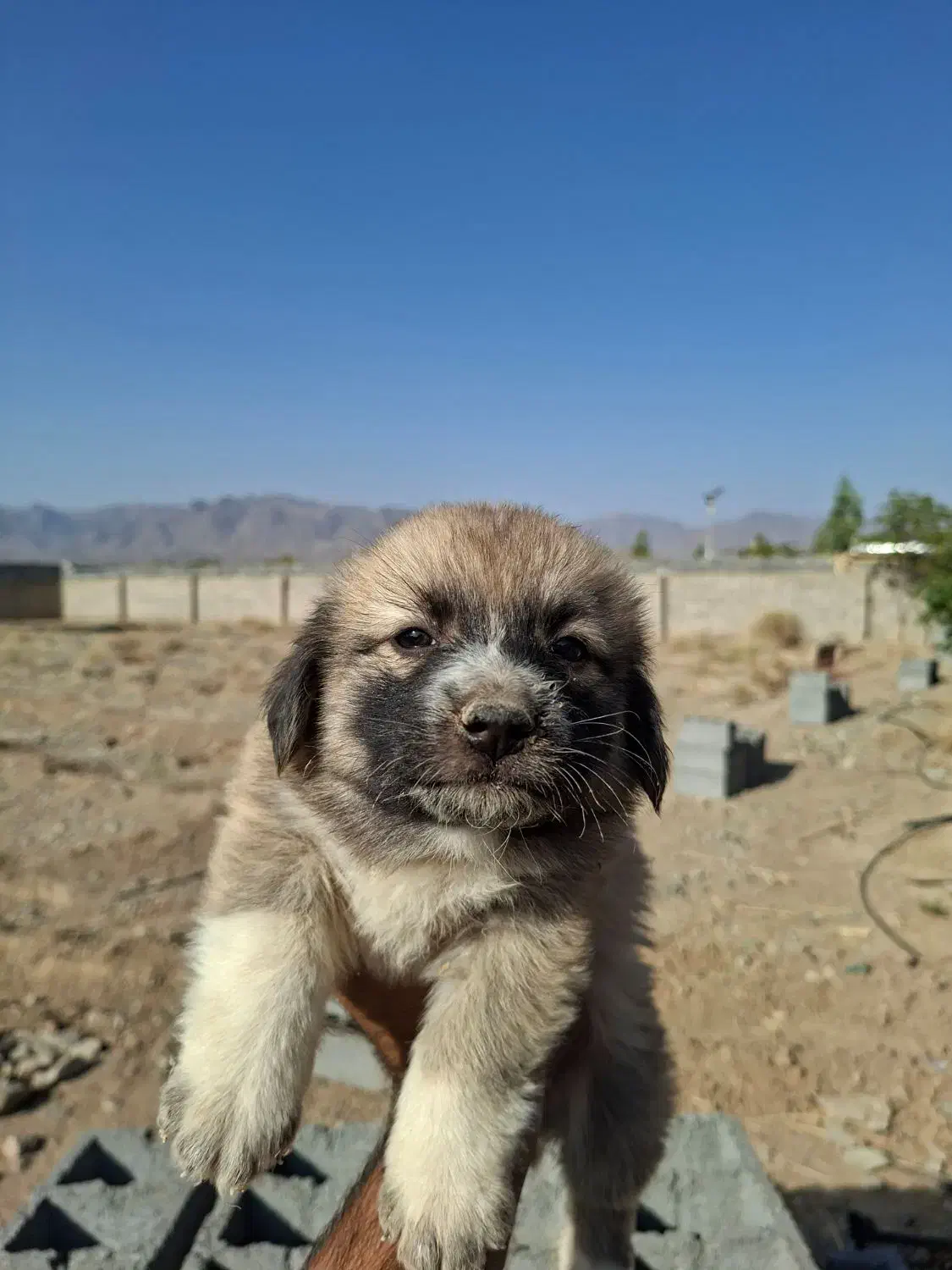 توله تریر اسکاتلندی|سگ|کاشمر, |دیوار