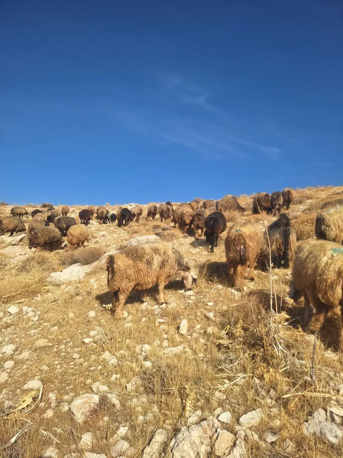 میش بره دار و ابستن (سپیدان )|حیوانات مزرعه|سپیدان, |دیوار