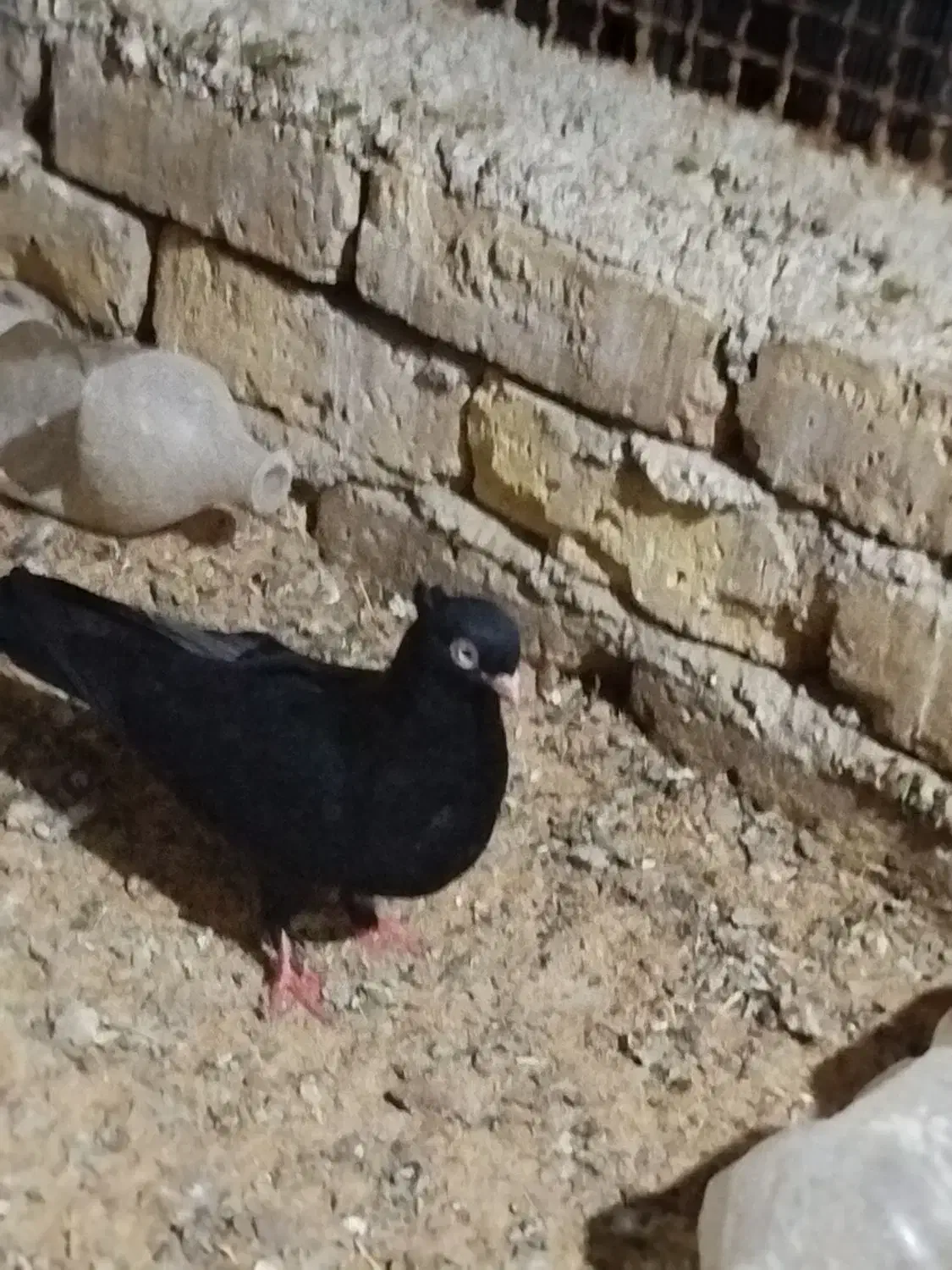 ی جفت دمبی سه عدد زاغ و یک عدد پاپی|پرنده|پیر بکران, |دیوار