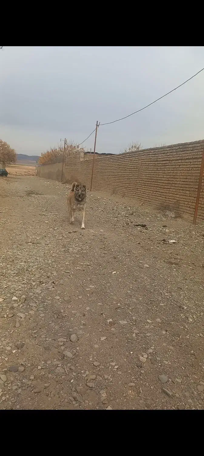 سگ نگهبان|سگ|فشاپویه, |دیوار