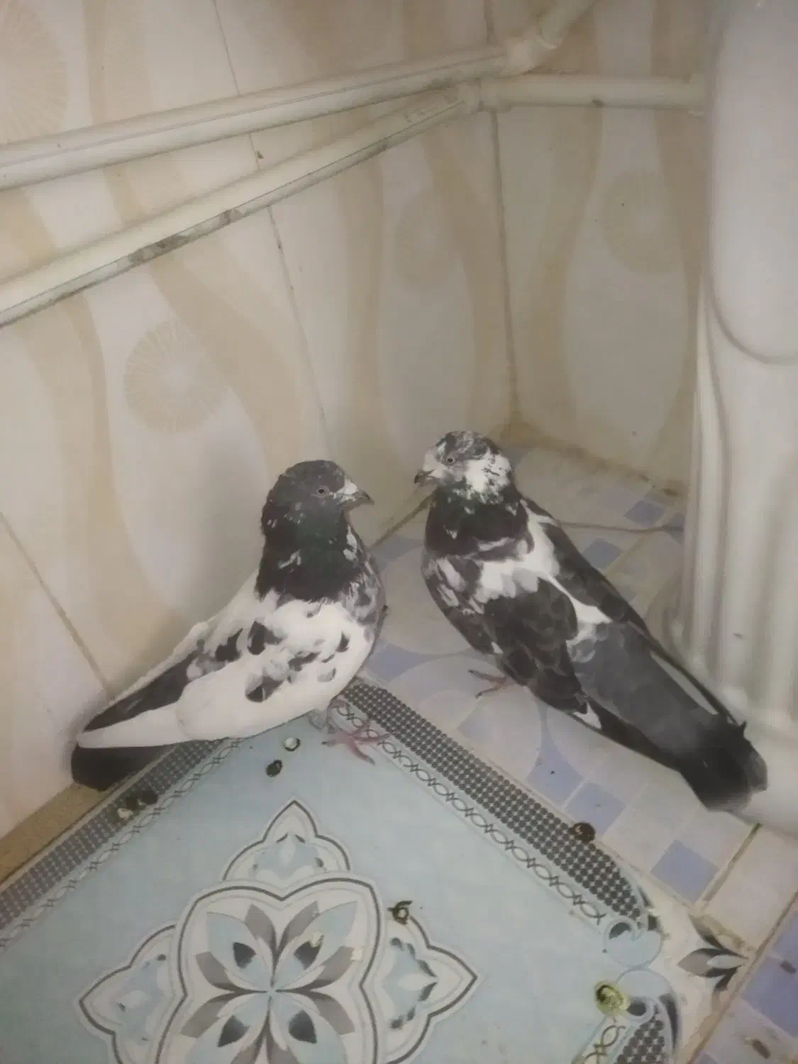 نر تیدی ماده سوسکی|پرنده|عسگران, |دیوار