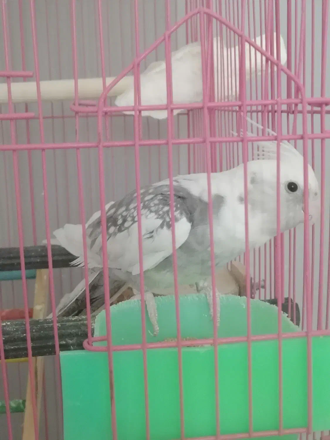 عروس هلندی|پرنده|محمدشهر, همایون ویلا|دیوار