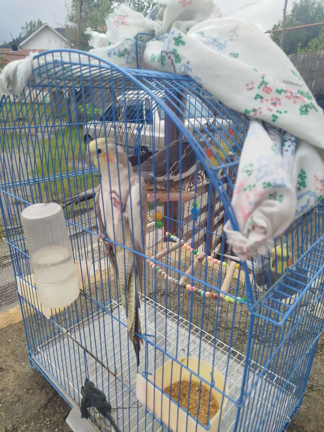 عروس هلندی|پرنده|سیاهکل, |دیوار