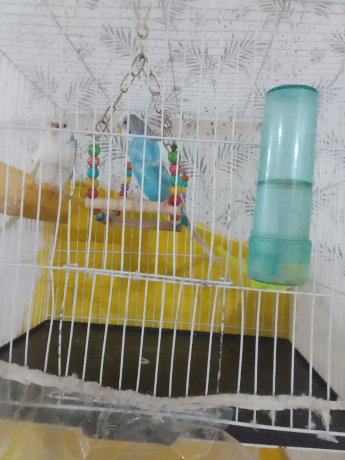 یک جفت مرغ عشق|پرنده|مشهد, مشکینی (شهرک غرب)|دیوار