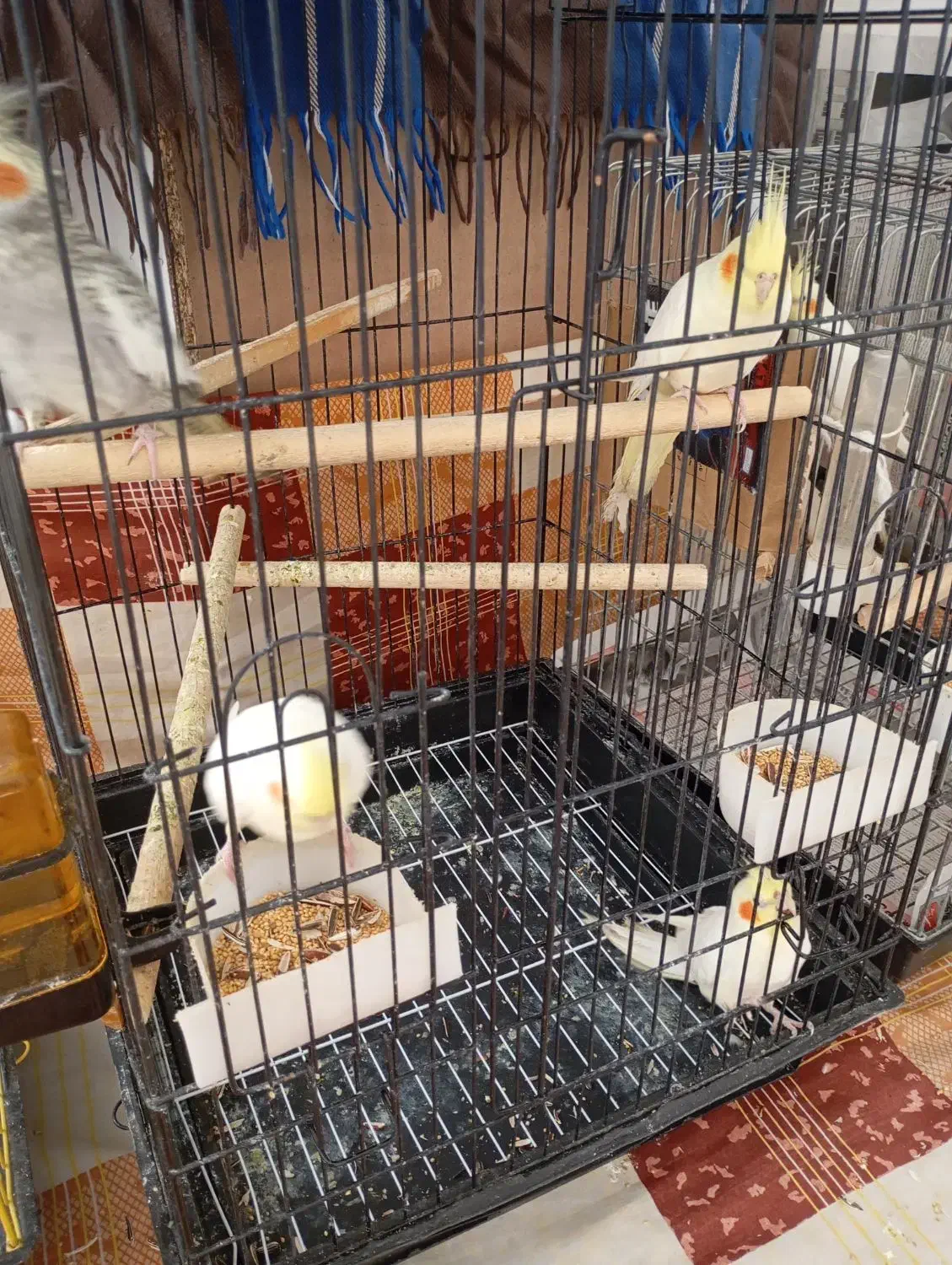 طوطی عروس|پرنده|هشتگرد, هشتگرد قدیم|دیوار