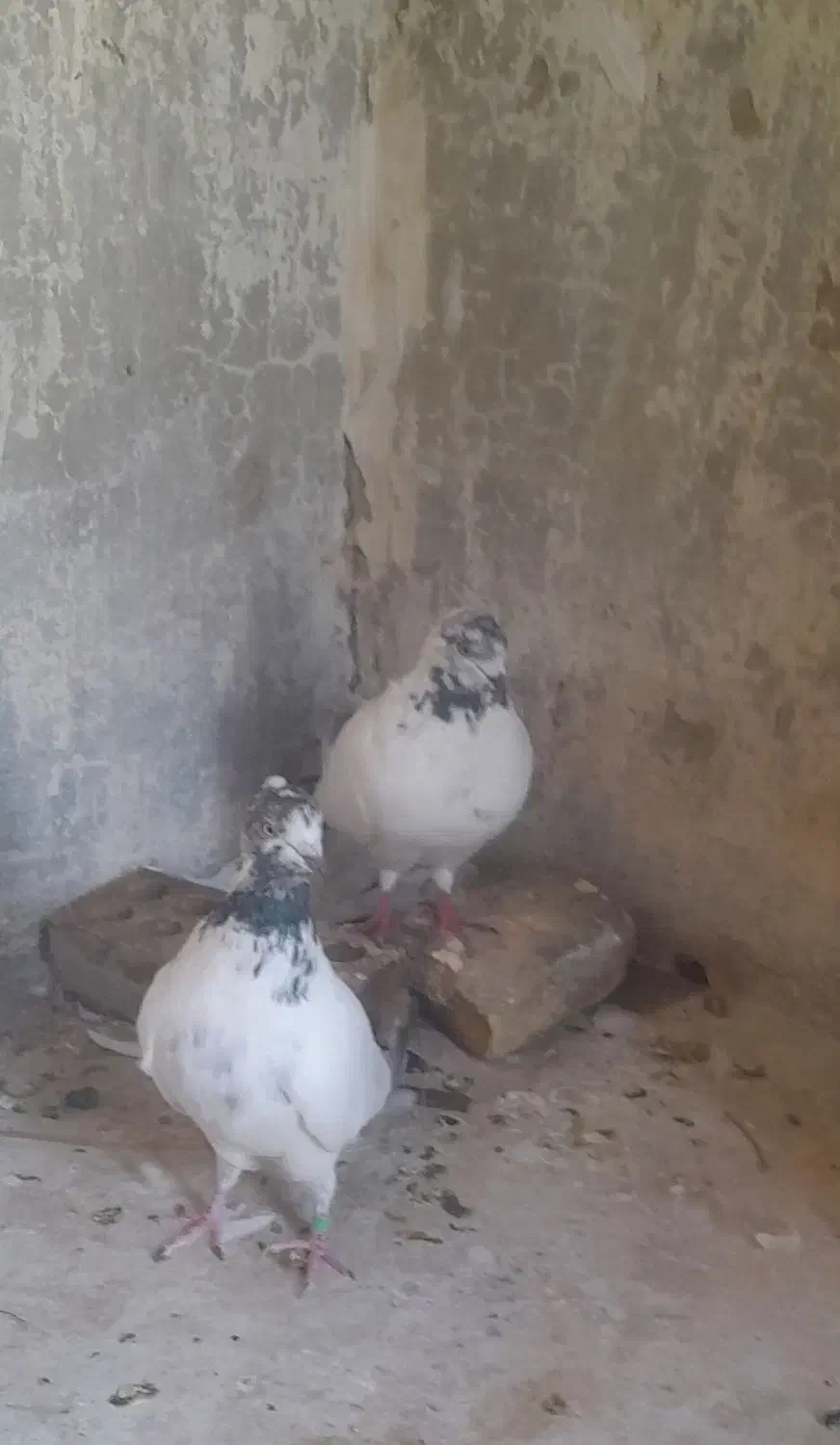 کله شیخ ماده گمشده|پرنده|مسجد سلیمان, |دیوار