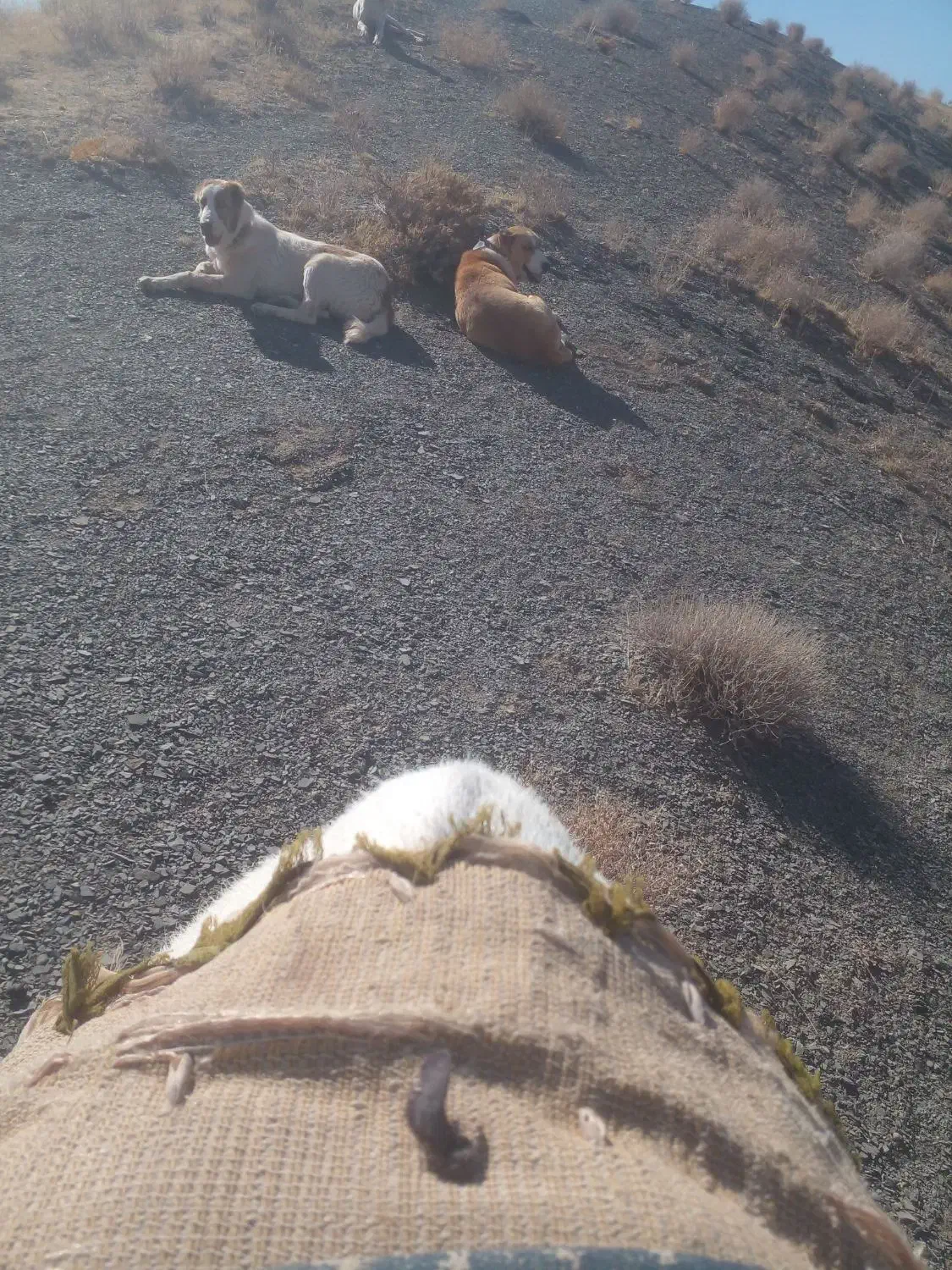 سگ گله ای ماده|سگ|تربت جام, شیخ احمد جامی|دیوار