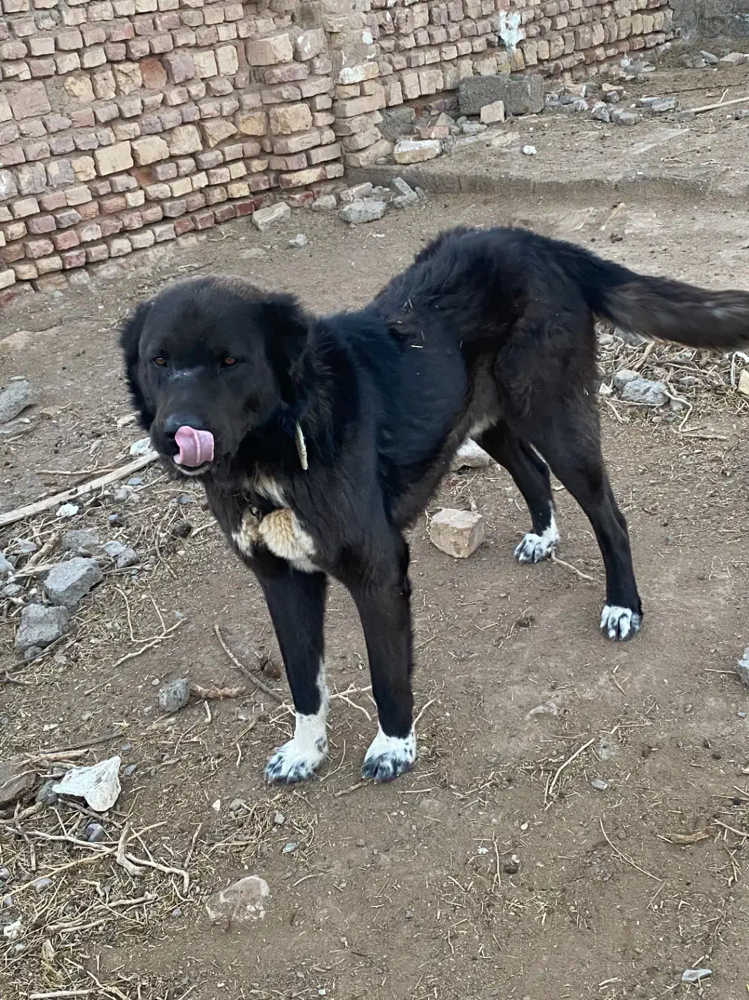 سگ گله|سگ|سده (خراسان جنوبی), |دیوار