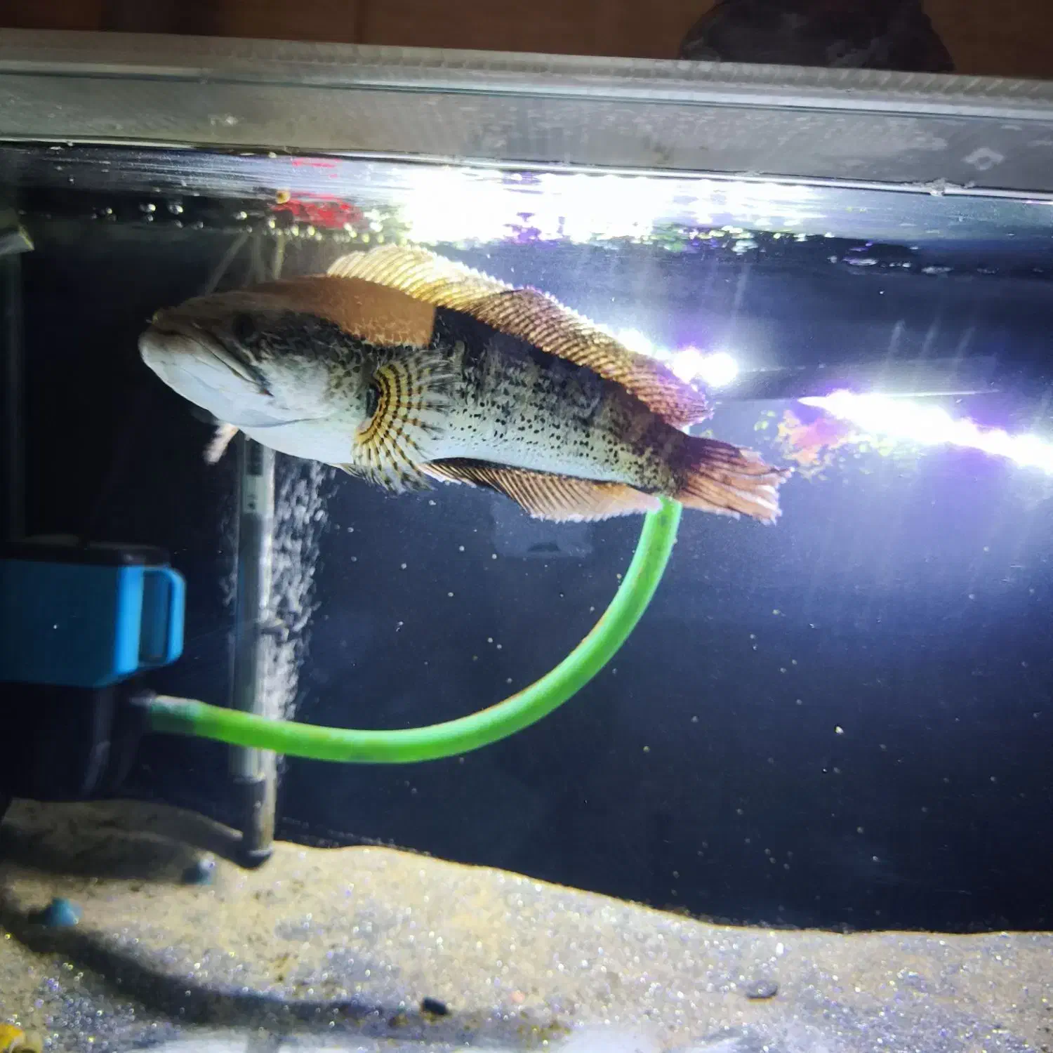 چانا گلدن کبری ۳۵ سانتی|ماهی|تهران, سازمان برنامه جنوبی|دیوار