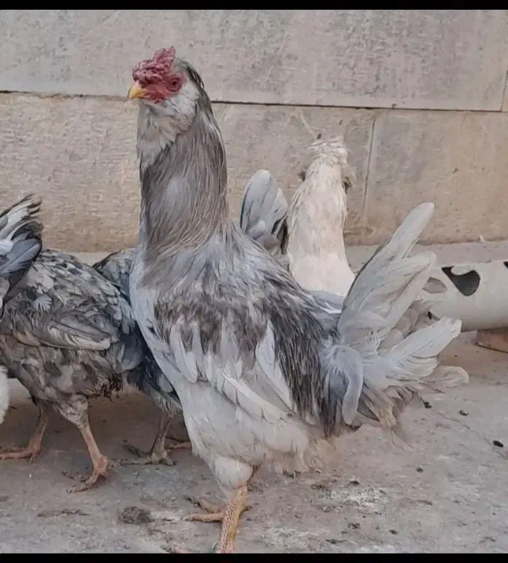 تخم مرغ نطفه دار گلین|حیوانات مزرعه|نجف‌آباد, یزدانشهر|دیوار