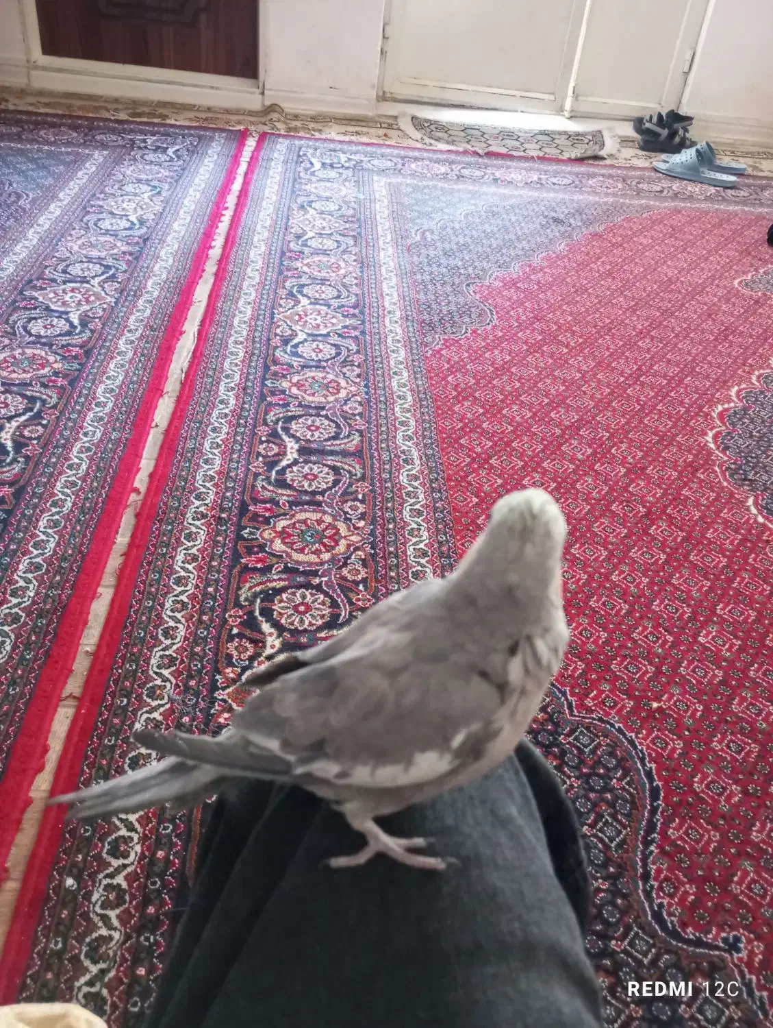 طوطی عروس هلندی نر|پرنده|پارسآباد, |دیوار