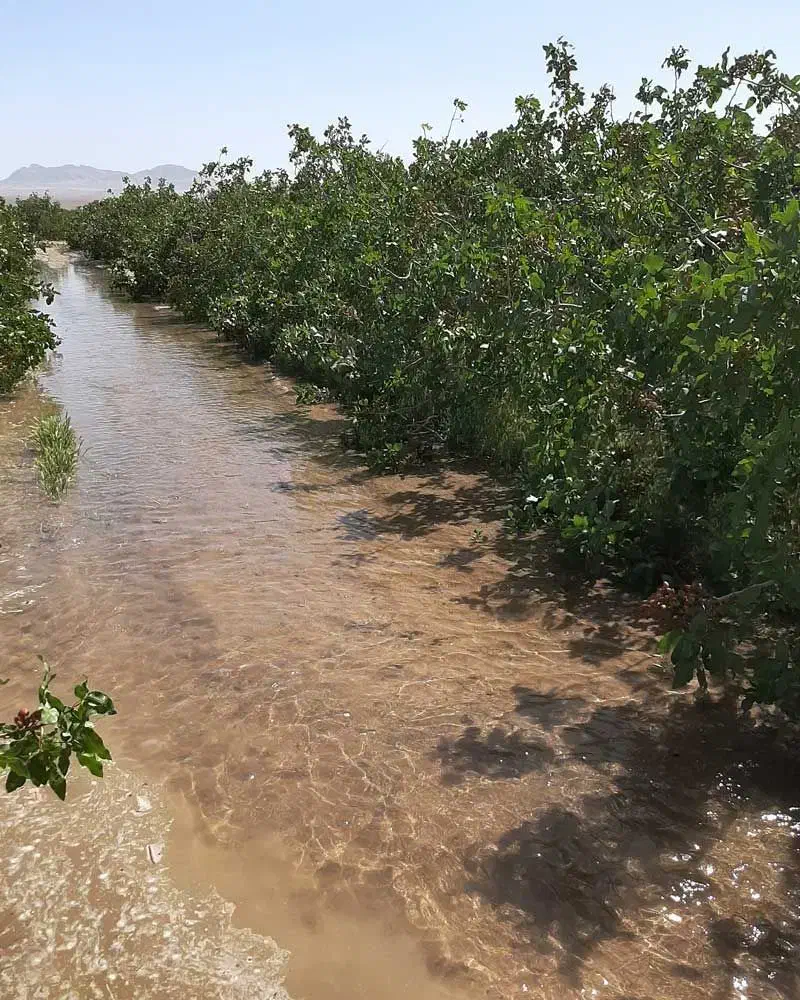 نهال پسته.|خدمات باغبانی و درختکاری|قنوات, |دیوار