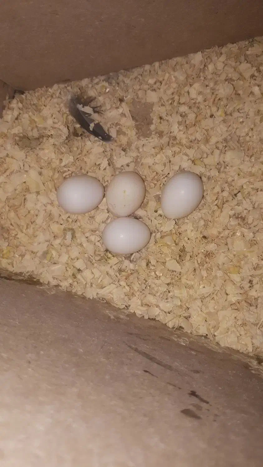 یک جفت عروس هلندی نر و ماده|پرنده|تهران, مشیریه|دیوار