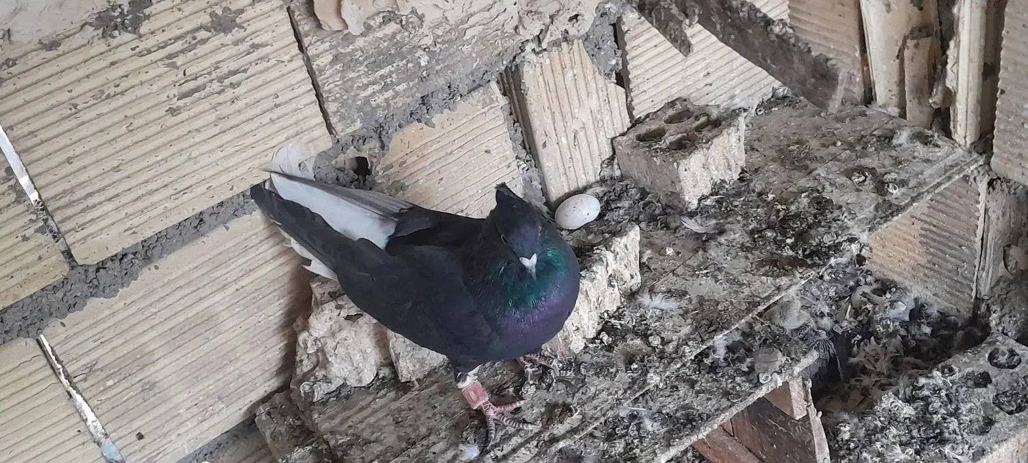 اشعل و...|پرنده|بندر ماهشهر, |دیوار