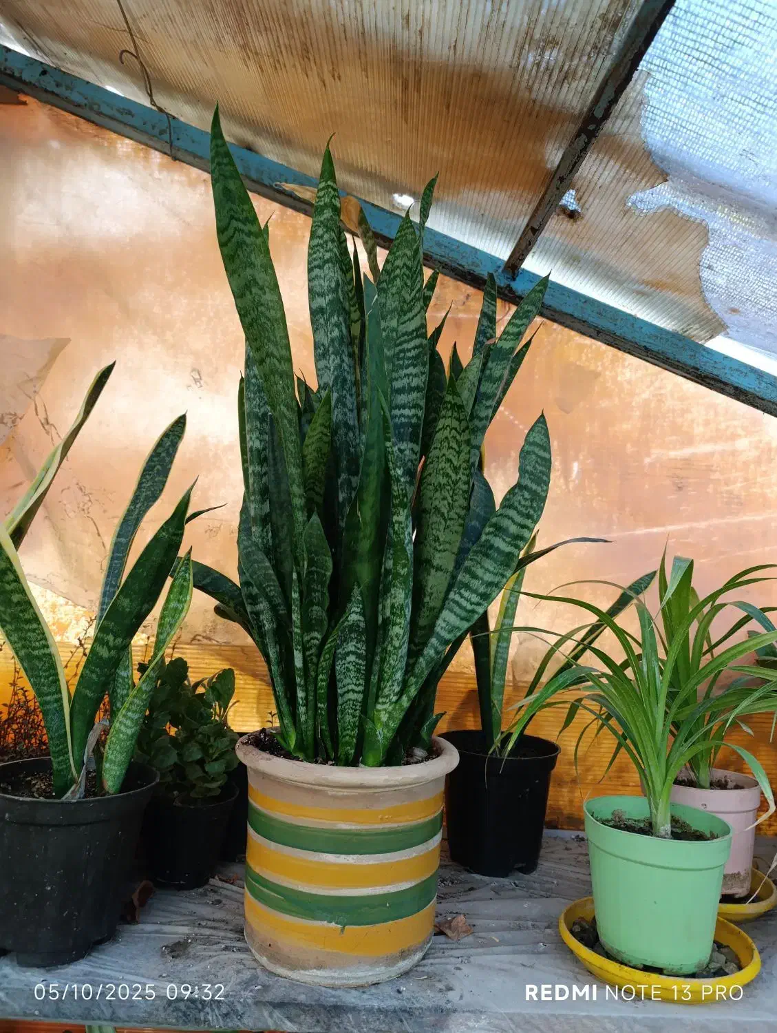 گل و گیاه آپارتمانی|گل و گیاه طبیعی|مشهد, رضاشهر|دیوار