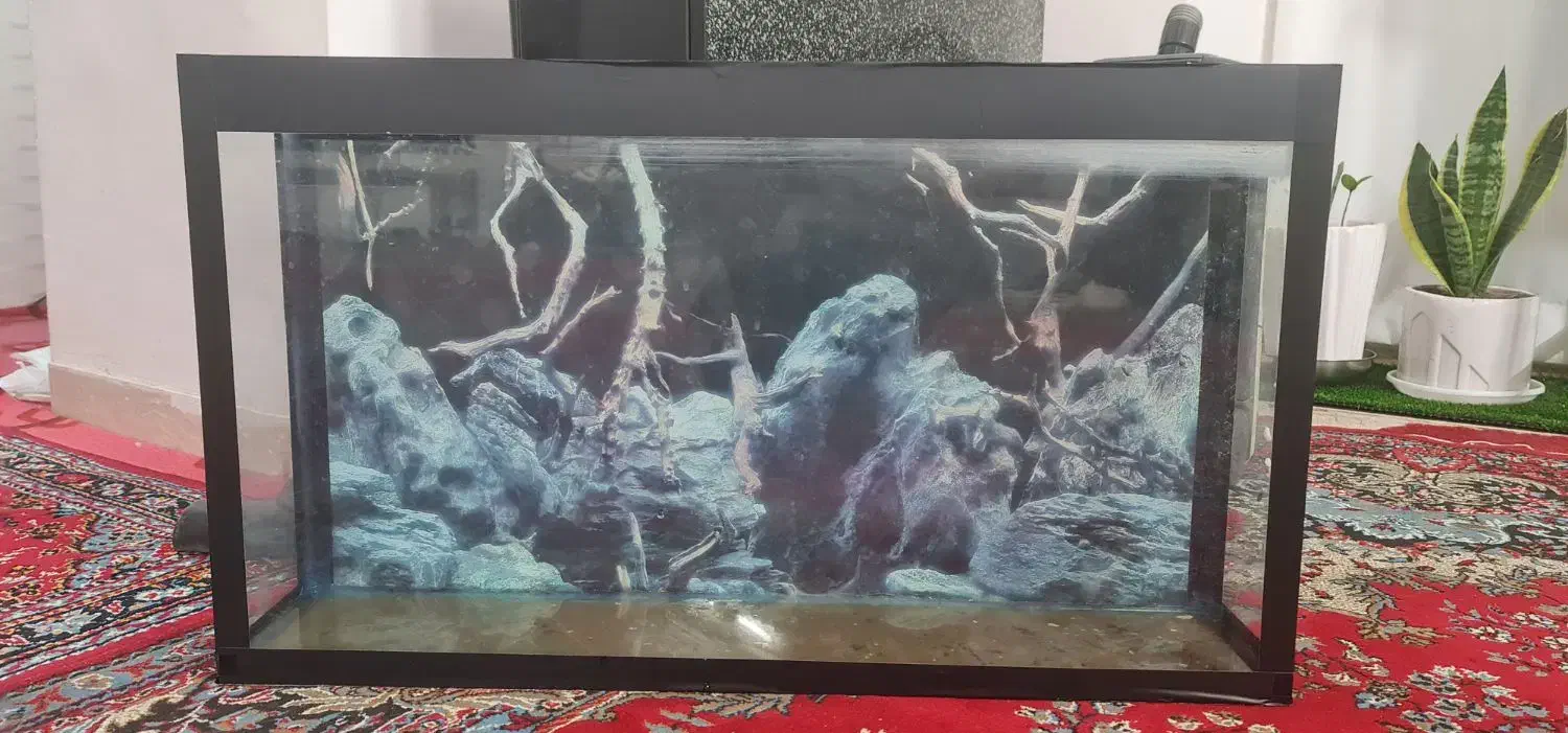 آکواریوم سالم|ماهی|بروجرد, |دیوار