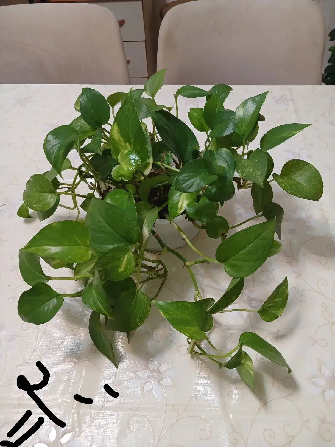 چندمدل گل طبیعی همه سالم ریشه دار|گل و گیاه طبیعی|رشت, نیروی دریایی|دیوار