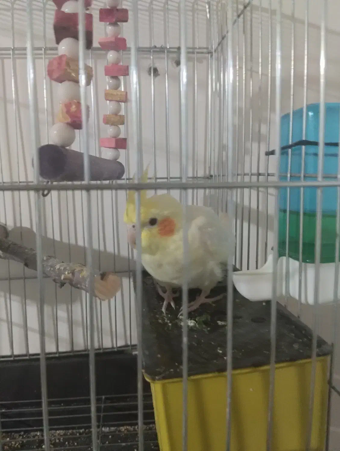 لوتینو نر|پرنده|اهواز, کوی جواهری|دیوار