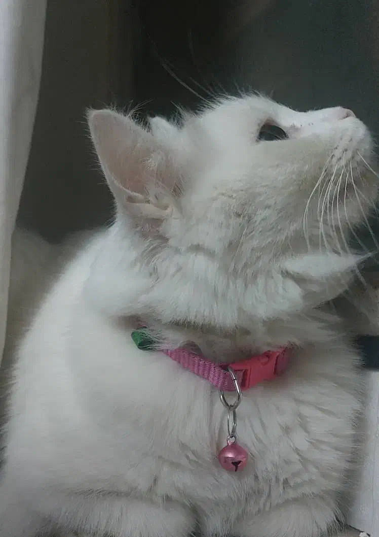 واگذاری گربه|گربه|اهواز, آریاشهر|دیوار