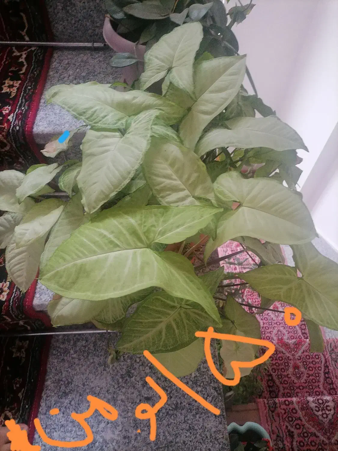 چند عدد گل طبیعی. نخ نساجی اعلا گیلویی 250|حراج|تبریز, |دیوار