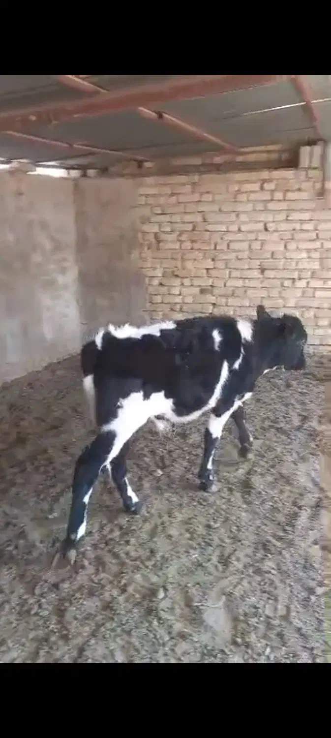 گوساله نر|حیوانات مزرعه|مرودشت, کناره|دیوار